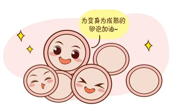 2-3个基础卵泡算早衰？