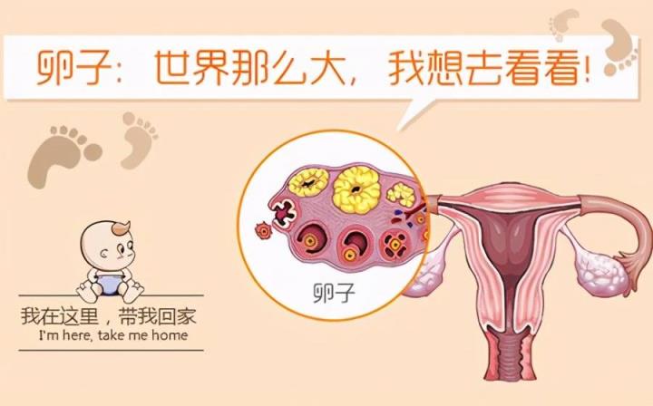 女性不孕之输卵管粘连适合做试管婴儿吗?