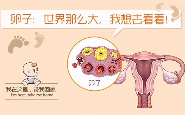 女性不孕之输卵管粘连适合做试管婴儿吗?